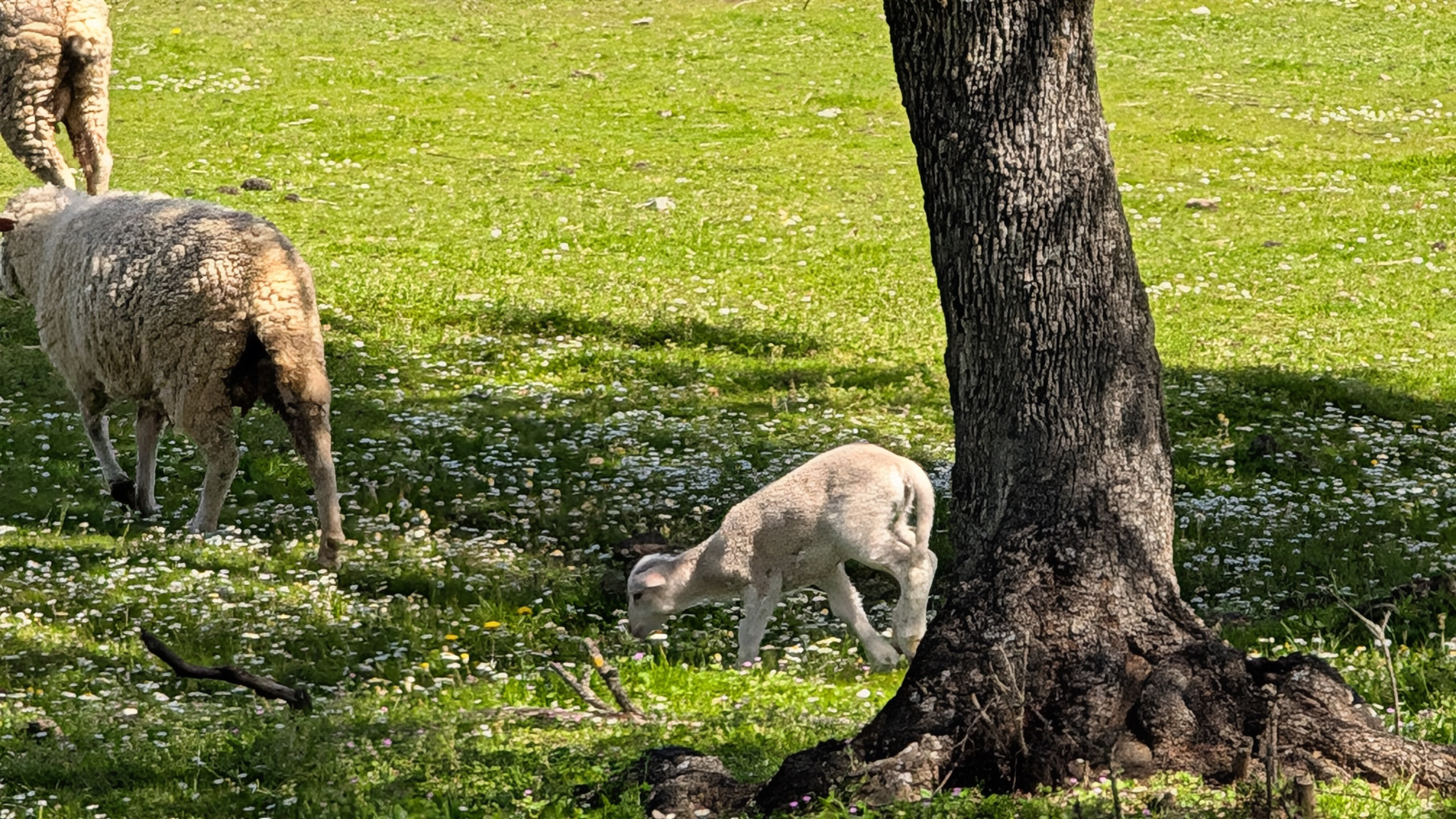 Mutterschaf mit Lamm unter einer Steineiche